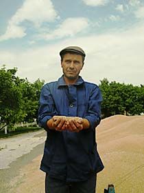 Жнива перед звільненням