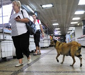 На Донбас — по солодку кісточку
