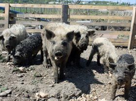 Свині, як ведмеді — великі й у «шубах»