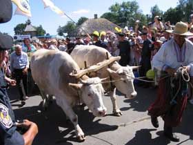 Ієрогліфи Жабокрюківки