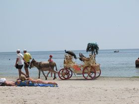 Від свині — до макаки