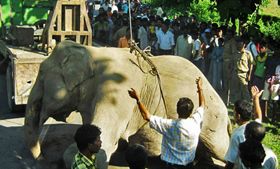 Потяг до слона