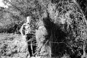 Конопляний рай