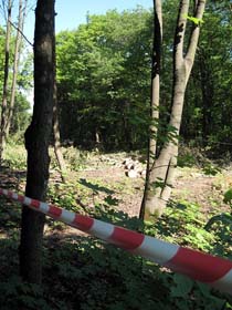 Харківський лісоповал