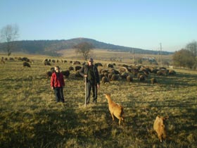 Гей, пасіться, вівці, де високі гори