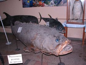 Чим море нагодує?