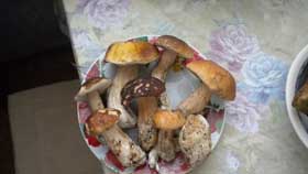 Закидали шапками