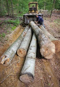 Замість митців «заговорили» бензопилки