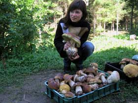 Гриби — фірами