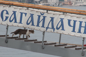«Океанським щитом» — по корсарах