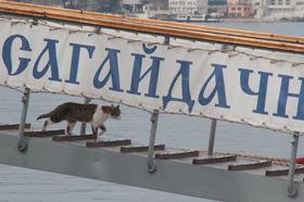 «Океанським щитом» — по корсарах