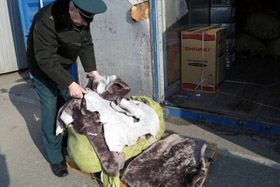 І «вовки» голодні, і вівці конфісковані