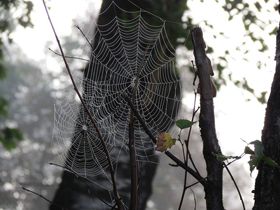 Справжнє диво природи — павутина — має унікальні властивості.