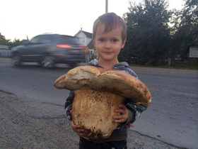 Грибний сезон