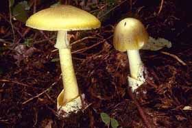 Які гриби? Зелені