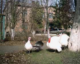 А індик — дик-дик, дик-дик