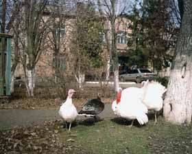 А індик — дик-дик, дик-дик