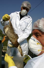 «Пташиний грип». Кінець світу