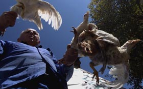 Поки грип не вдарить, Ветдеп не перехреститься