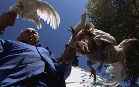 Поки грип не вдарить, Ветдеп не перехреститься