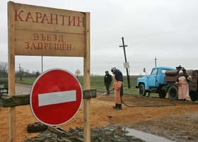 Чи винні ветеринари, що кури дохнуть